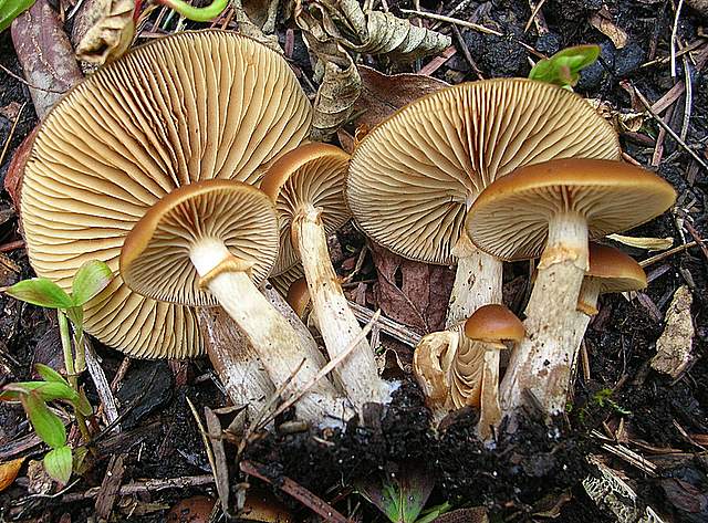 Una Galerina al giardino botanico